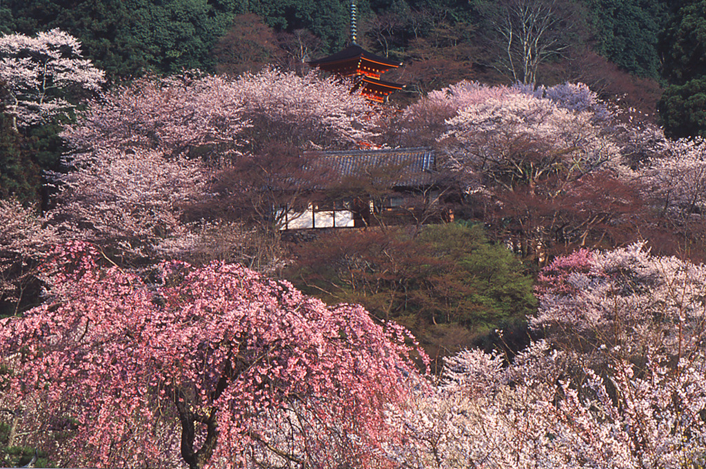 桜咲く寺