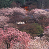 桜咲く寺