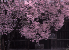 02-4-25-栂池