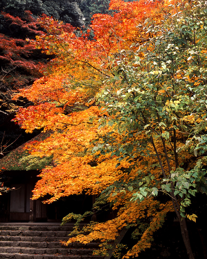 紅葉の山門