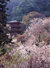 2005-4-12-1長谷寺