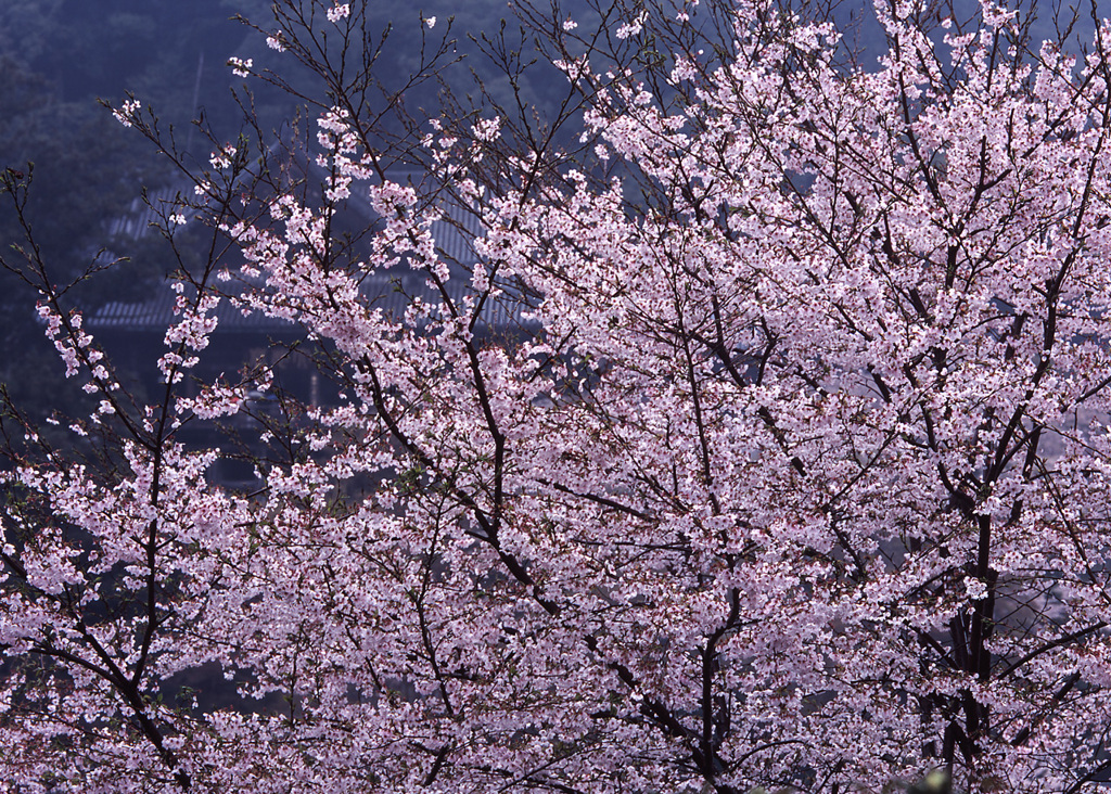 05-4-12-長谷寺