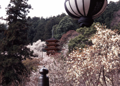 04-4-8-長谷寺