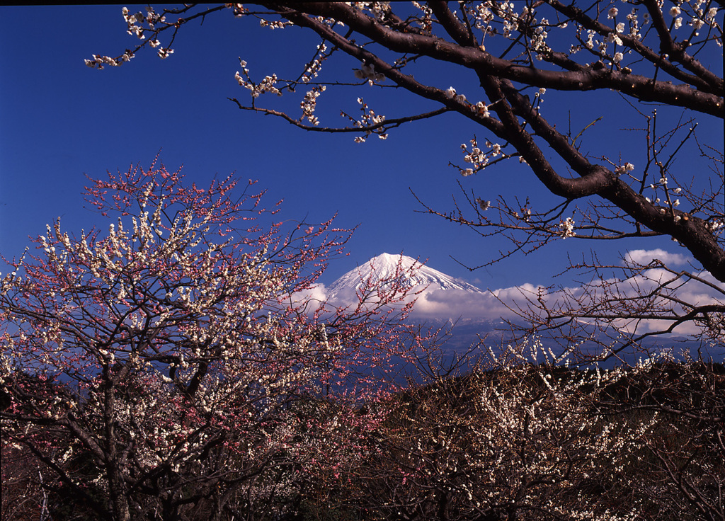 01-3-3-岩本山