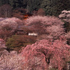 春盛ん