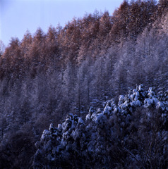 雪化粧