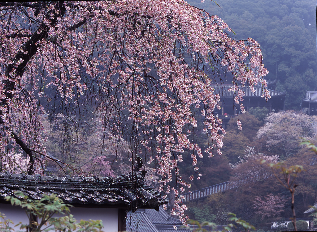 05-4-12-長谷寺