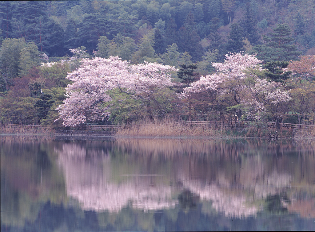 98-4-10広沢の池