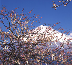 02-3-4-岩本山