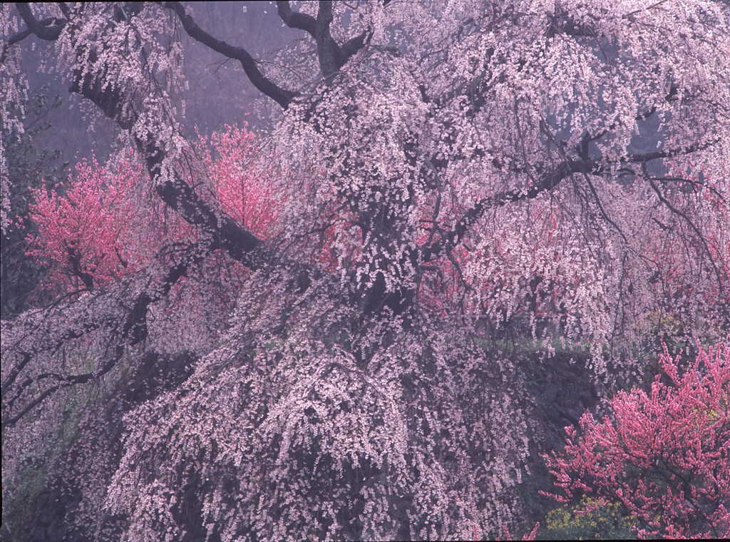 98-4-11又兵衛桜