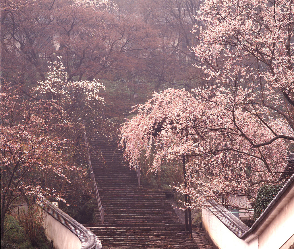 春の雨