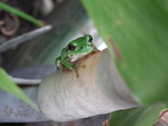 お気に入り