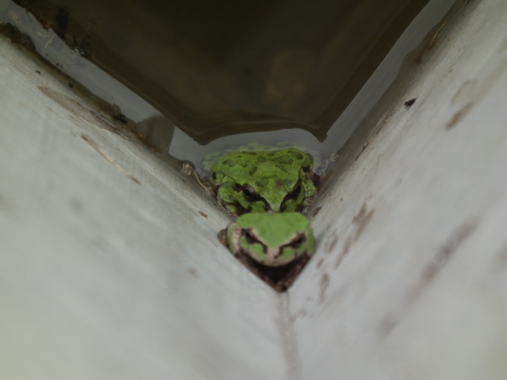 しんがり