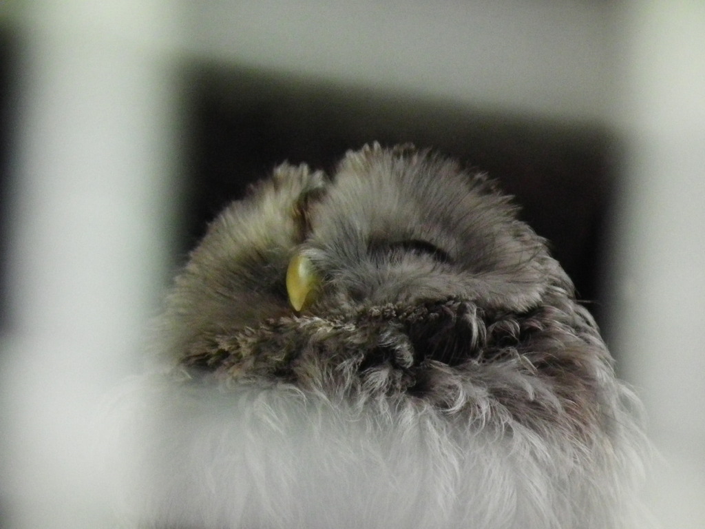 エゾフクロウ