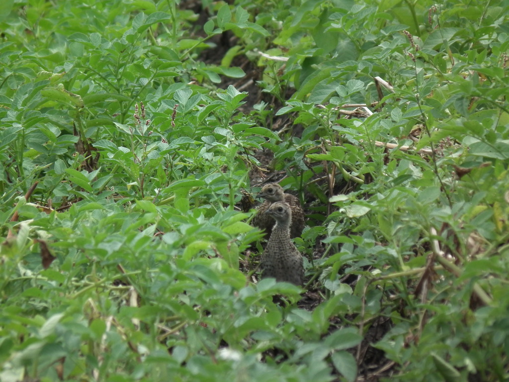 まだ飛べません