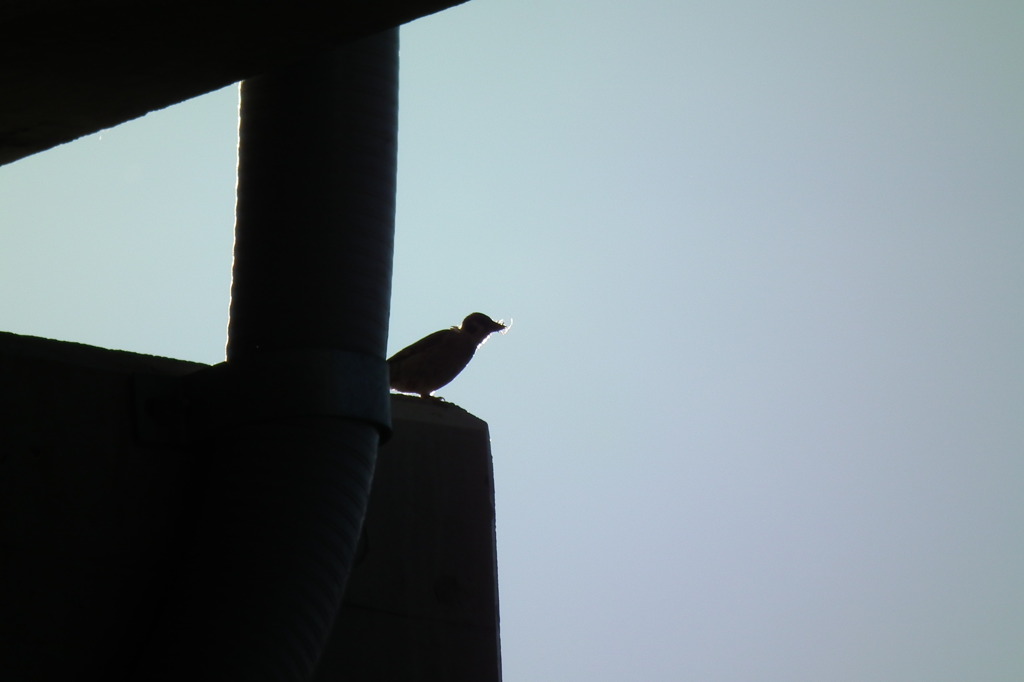 そして親鳥は静かに見守る