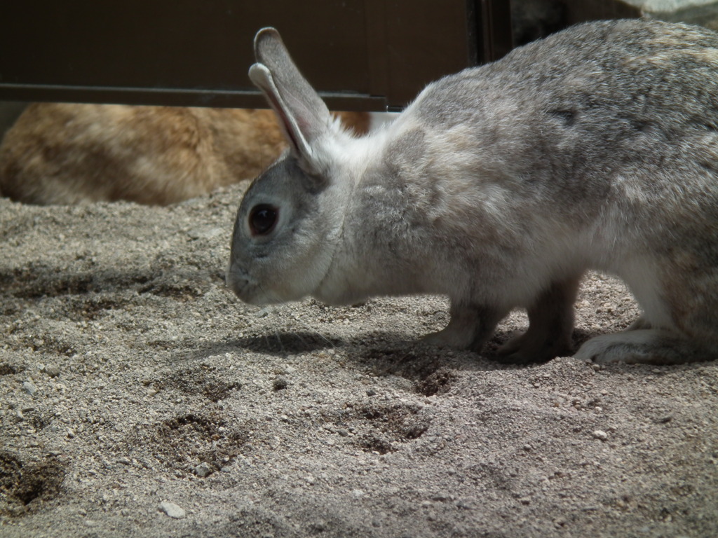 Bunny
