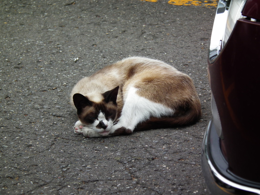 駐車場の真ん中で