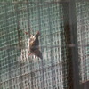 三角飛び