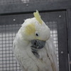 オウム