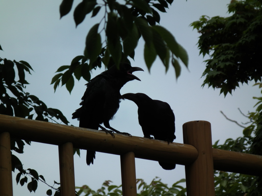 W・CROW