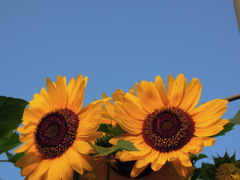 夏！