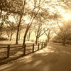 公園路１