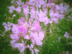花（紫）