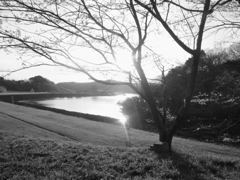 朝日桜