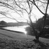 朝日桜