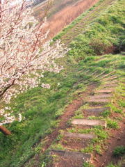 サクラファイナル２０１２
