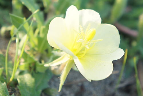 浜辺の花