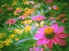 花１