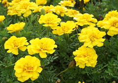 黄花