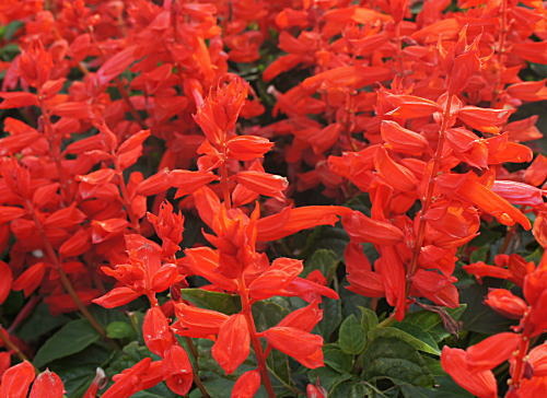 赤花