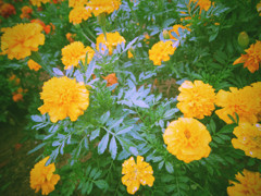 花２