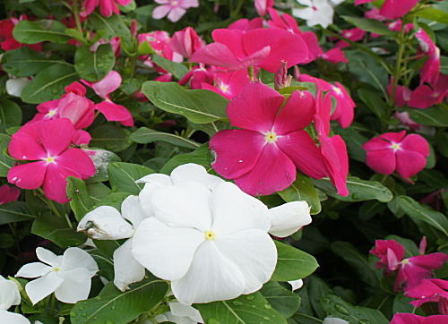 白桃花