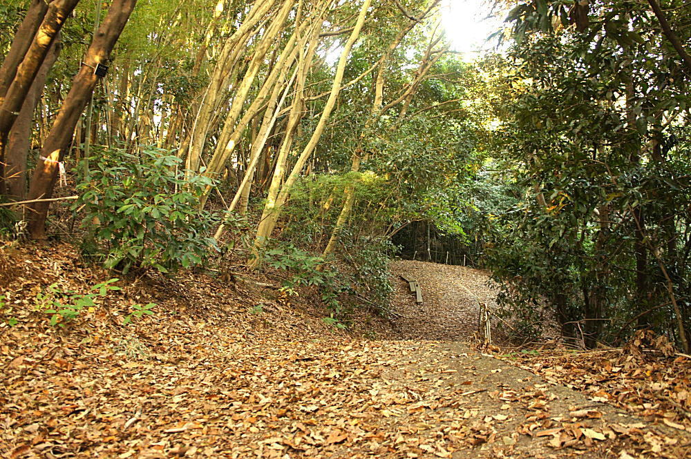 散策路