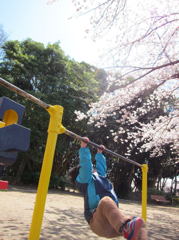 桜に向かって