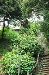 山荘
