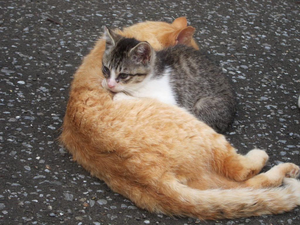 おひるね