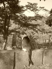 野良さんず１