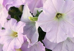 海岸の花