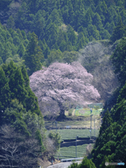 牛代の水目桜_004