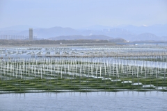 青海苔　畑