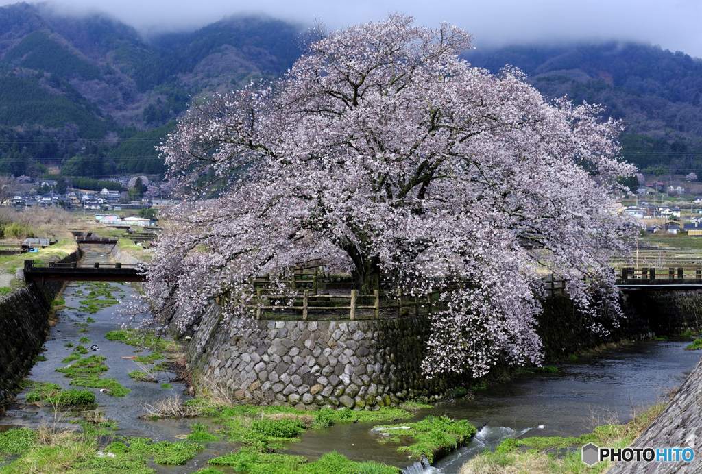 合流の桜