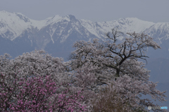 望岳荘の桜１