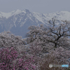 望岳荘の桜１
