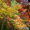 小国神社_04