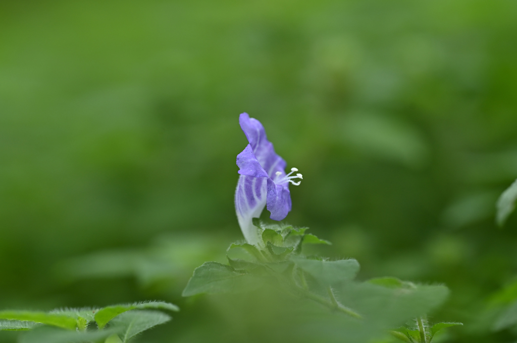 ユキミバナ